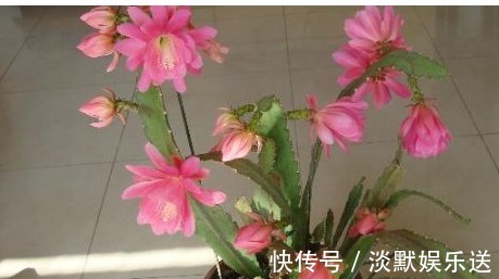 浇水|它漂亮的像荷花，但一片叶子插土里就活，比绿萝还好养