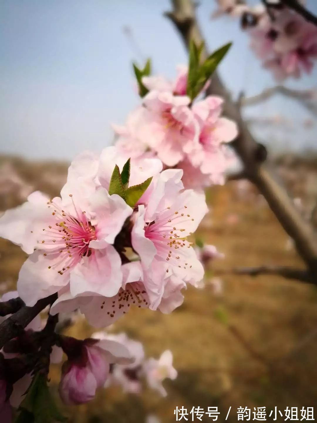 春光&岁月温良,莫负春光