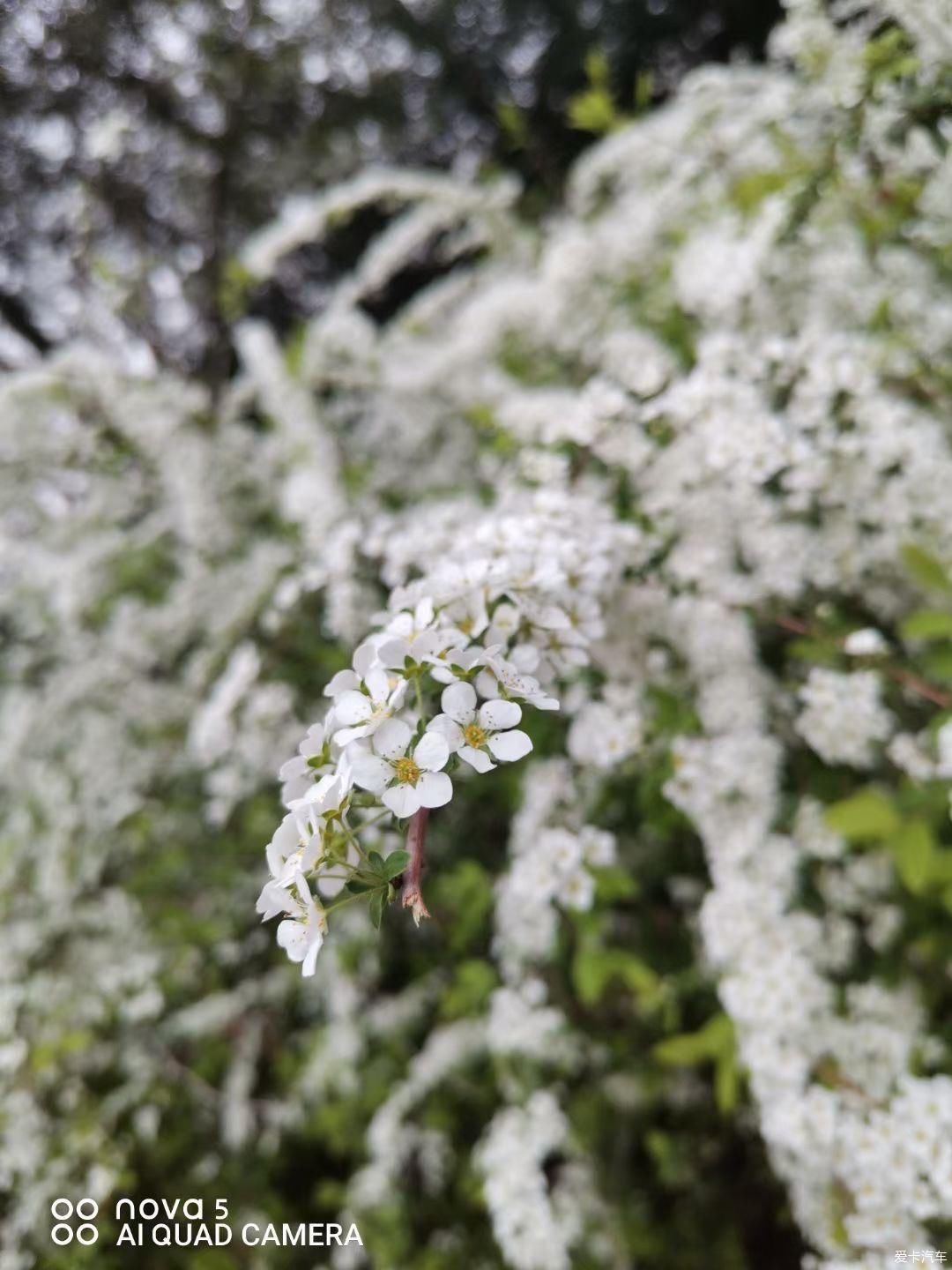 到江南第一松赏花