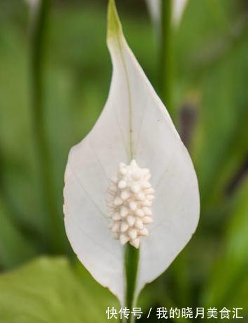 天冷了,浇花要注意哪些