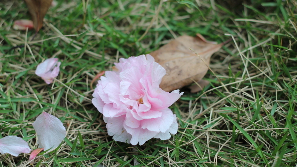 章台路#这首词尽管作者不明确,疑似欧阳修的作品,但是仍然成为千古佳作