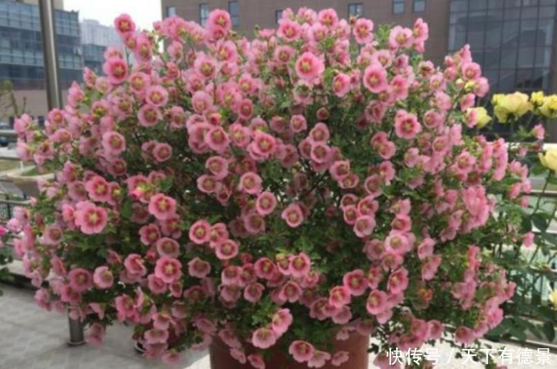 春季养此款花卉,花大服盆快,花色柔美,花朵烂漫迷人,美爆了