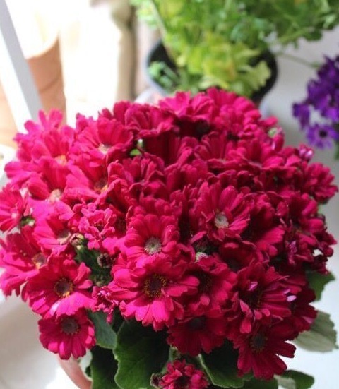 盆土|花盆里放一个小玩意,盆土常年透气不板结,盆栽长得壮开花多