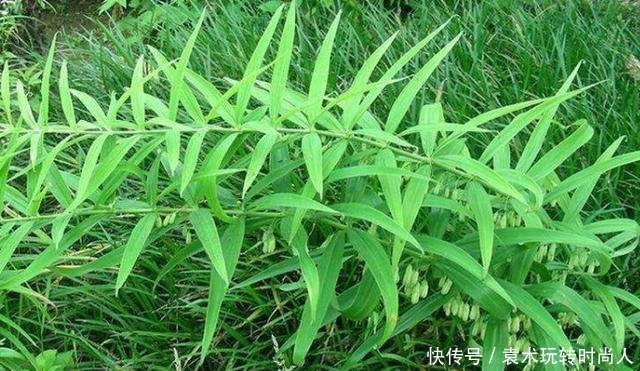 李时珍称它为“气血双补之王”,除风湿,强筋骨,润心肺,抗衰老!