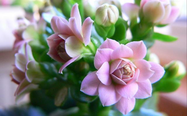 长寿花养护技巧，做到了此几点，保证长寿花花朵大叶子绿！