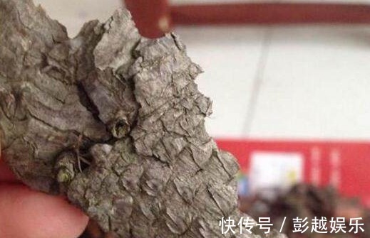 君子兰用“它”养,10年不施肥,新芽呼呼窜,开完一次又一次!