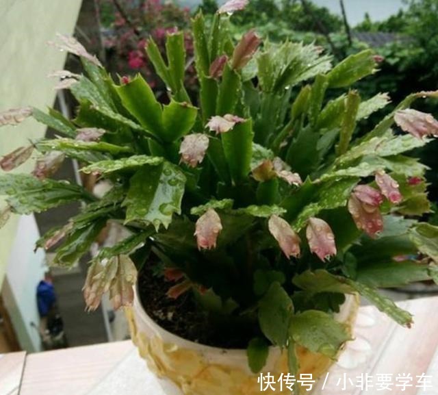 蟹爪兰长寿花，夏季休眠期这样养，度夏容易，秋凉又开花！