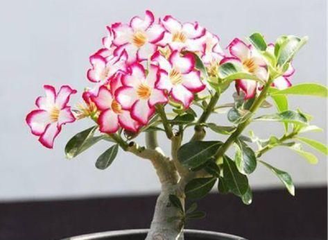  仙子|4种花堪称花中仙子，花朵超美，开花勤快，种植容易，是盆栽佳品