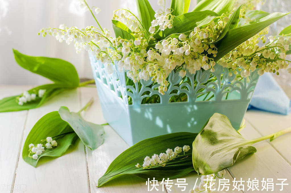 木犀草|在一起会“打架”的花,不是你死我活,就是两败俱伤,需要分开养
