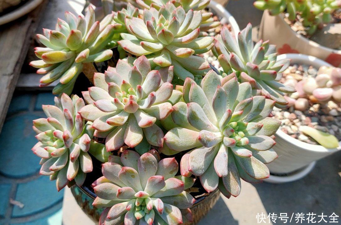 爆盆|适合新手养的多肉蓝苹果，注意3个方面，轻松养爆盆