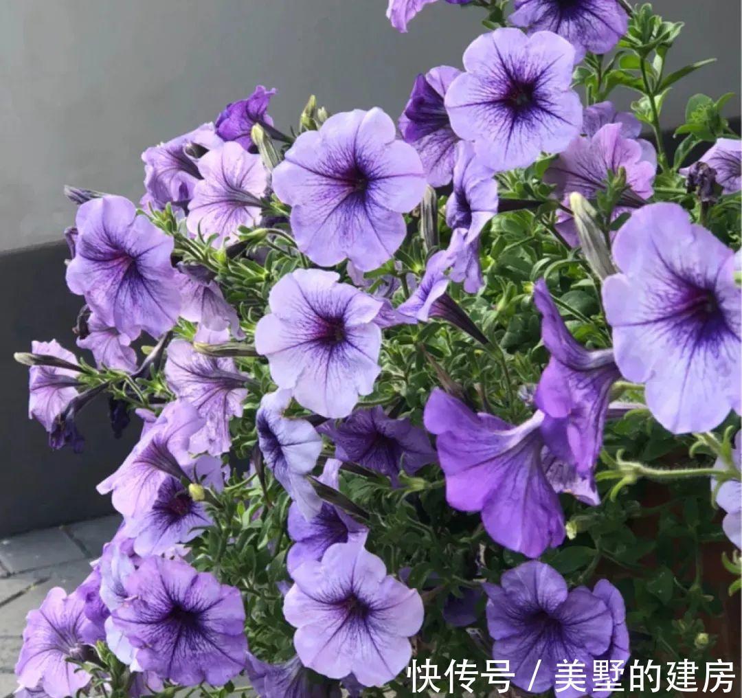 修剪|6种“漂亮花”,开完花别修剪,长满黑种子,第二年有惊喜