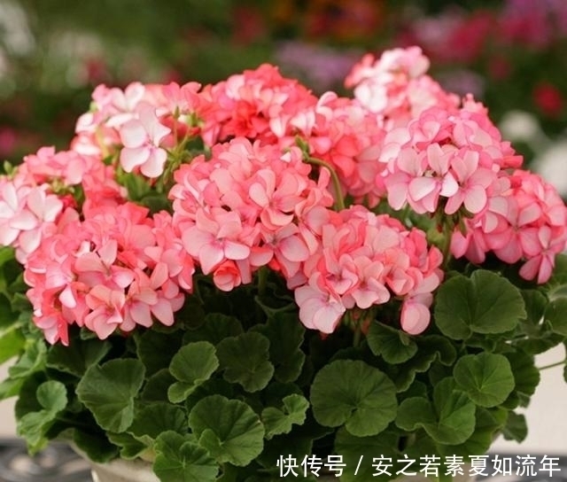 阳台|这5种花很好养，浇水就行，有阳光就爆花，阳台变花海！