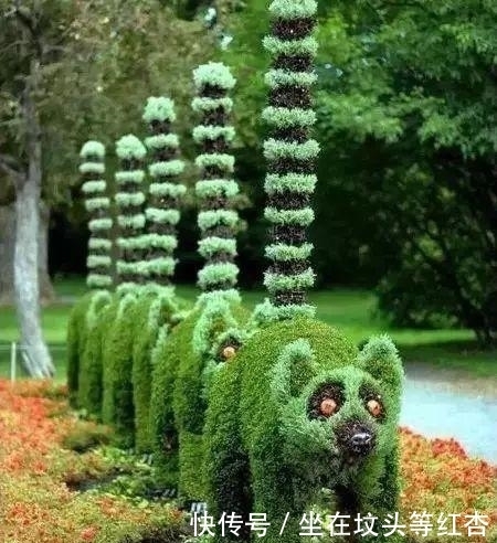 塑造|植物塑造出来的造型简直美炸了,你见过这样的植物吗?