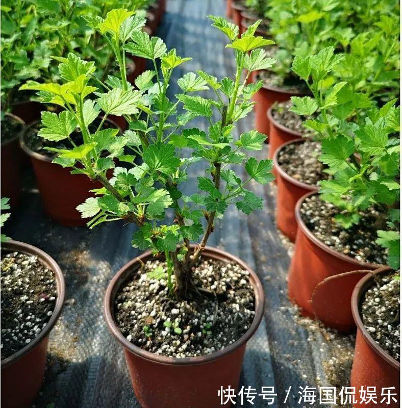 适应能力|盆栽一棵小果树,结出一串红果果,全家人吃不完!