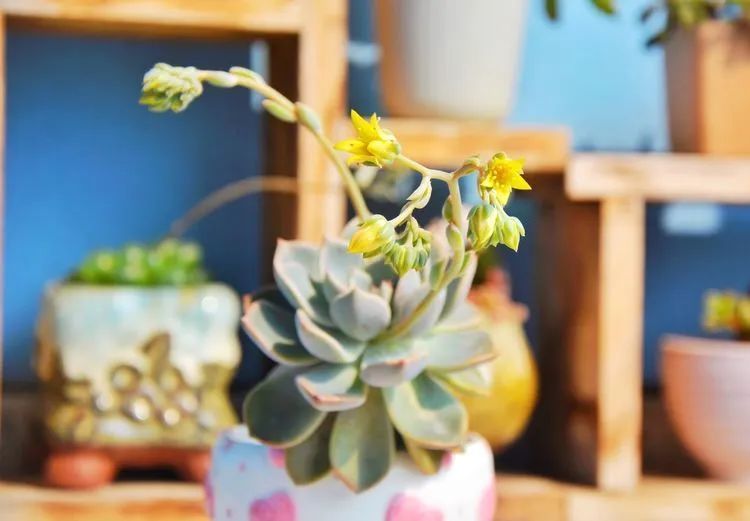 面朝大海的多肉们,在四季变迁中生生不息!