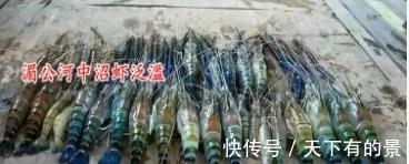 大虾入侵珠江,有人钓起一只发现满腹虾卵,这是要开始繁殖?