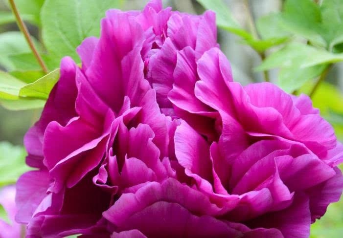 李商隐@唐诗中最美植物,王维李白没写火,一位女子让它火了