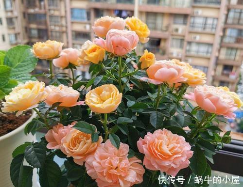 贵州|贵州大妈别的花不爱,就喜欢养月季,院子里养了4种,都是精品