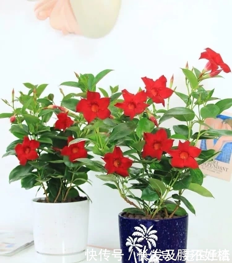 花姿|六月养这四种花正合适，不怕热、不怕晒，越热越开花，繁花满枝，漂亮极了