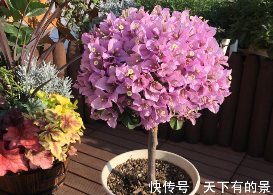 开花机器|养三角梅，反复做这件事，才不愧“开花机器”的美誉