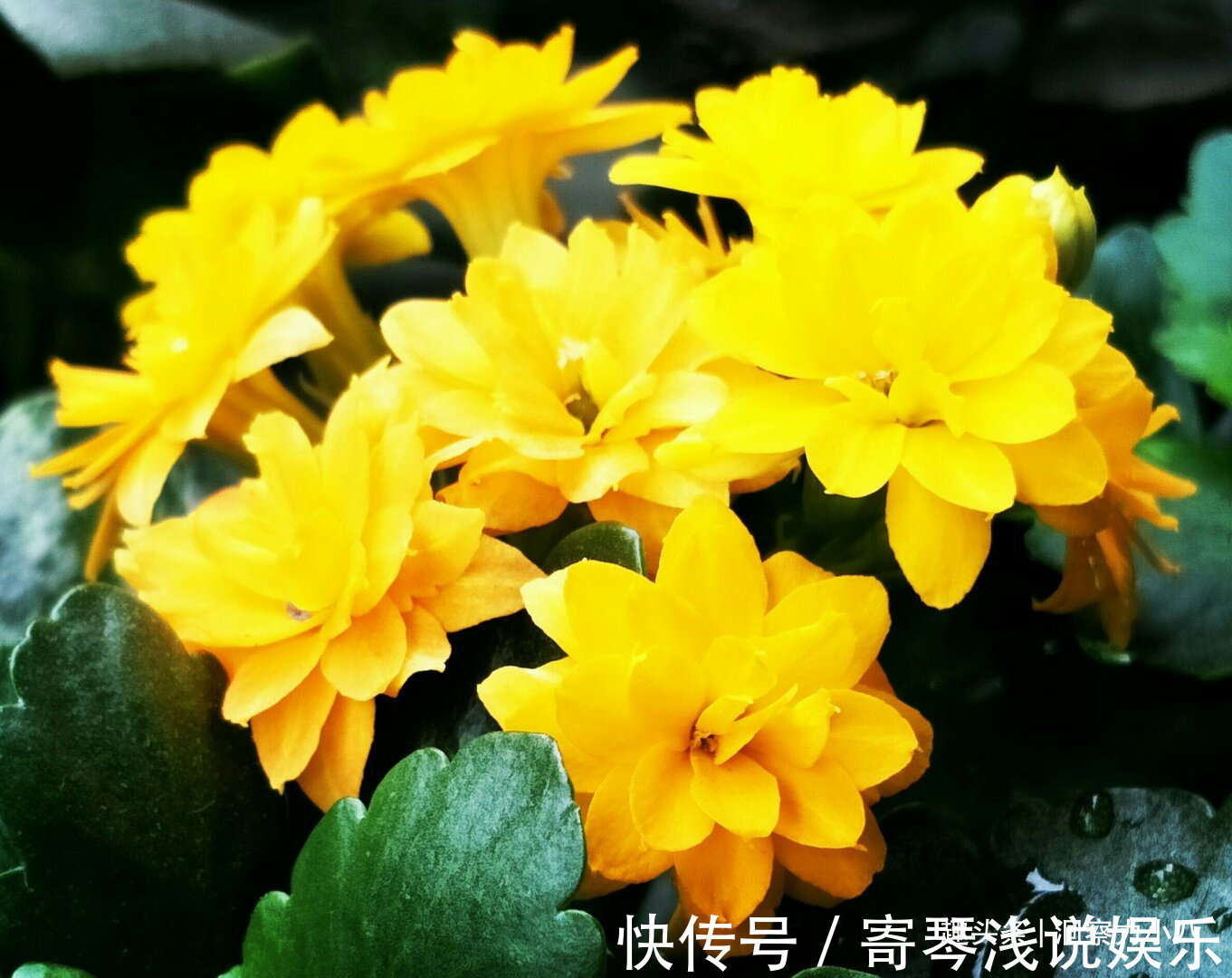 六月养长寿花，这“三位置”提前剪一剪，顺利度夏，天凉开花早