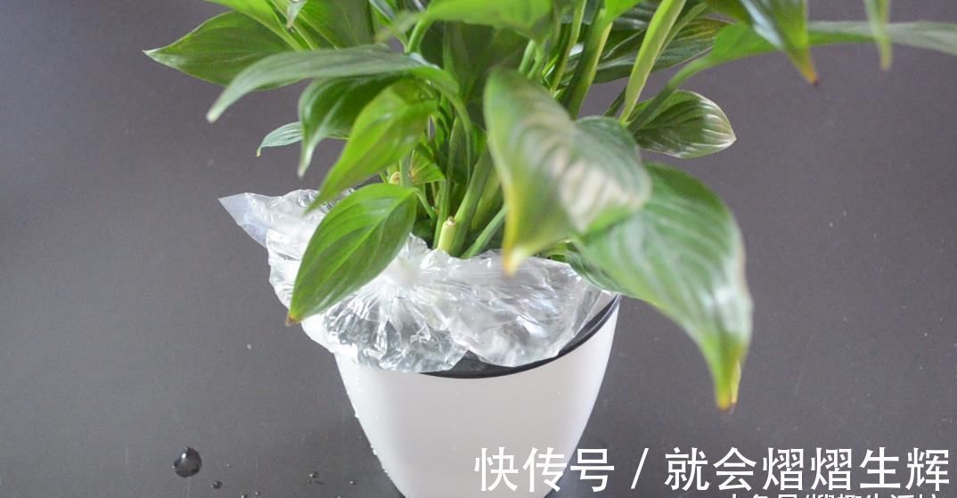 花盆上放一个塑料袋, 没想到还有这个妙用, 看完这招你会感谢我的