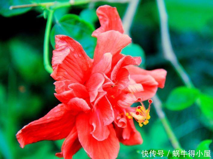 几款艳丽的花卉，漂亮又好闻，气质出众，上档次