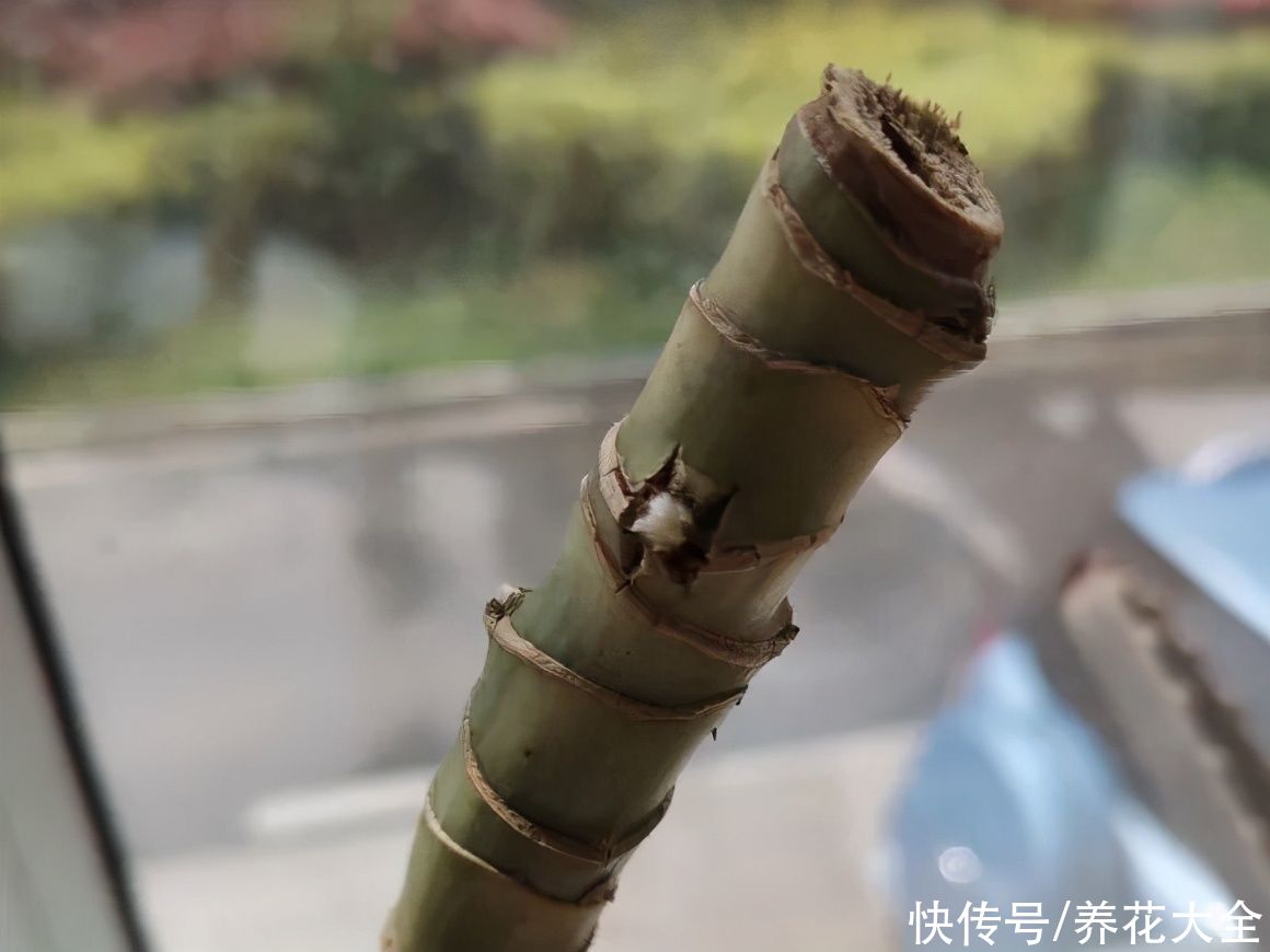 7种花，现在要砍头，冲天炮变成爆炸头