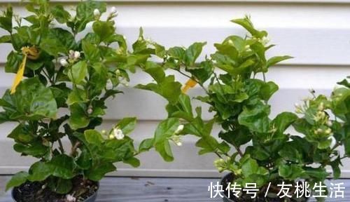 盆栽茉莉叶子少、不开花怎么办?用上5个妙招,枝繁叶茂开花多