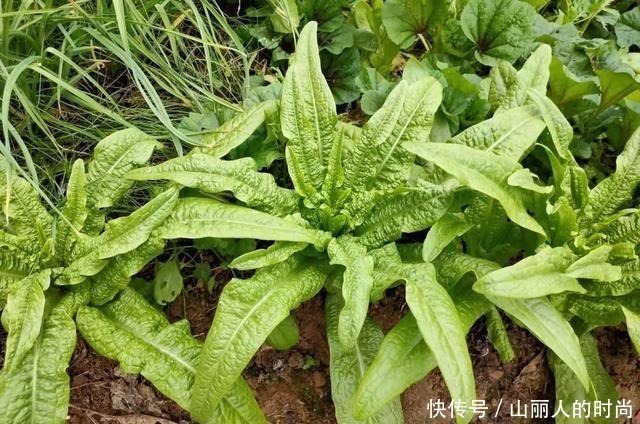 莴苣属|含钙量超过牛奶,叶子香脆可口,嫩茎腌制美味,人称“千金菜”