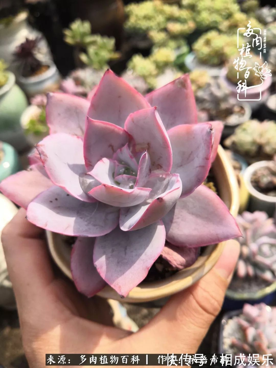 何以解忧,唯有多肉!目光所及,皆是喜欢!