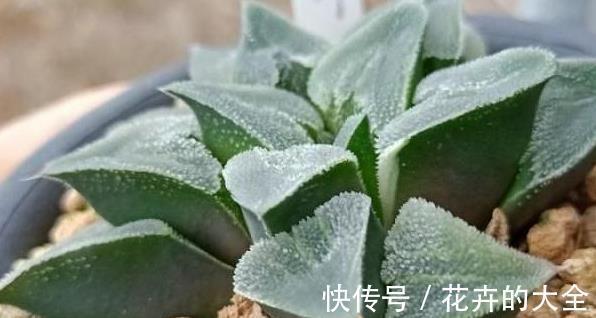 难怪你家多肉长不好，这些多肉，越晒太阳长得越不好