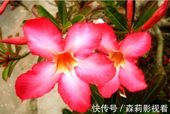 太阳花|7月4日开始,养花试试这几款,花香易打理,花超美,而且阵阵花香