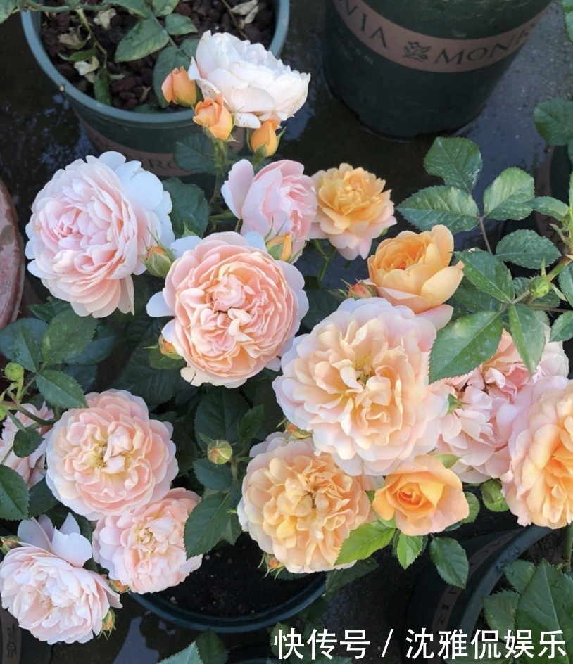 有机肥|月季花苞越来越小趁着天热“剪几刀”,再次开花又大又密