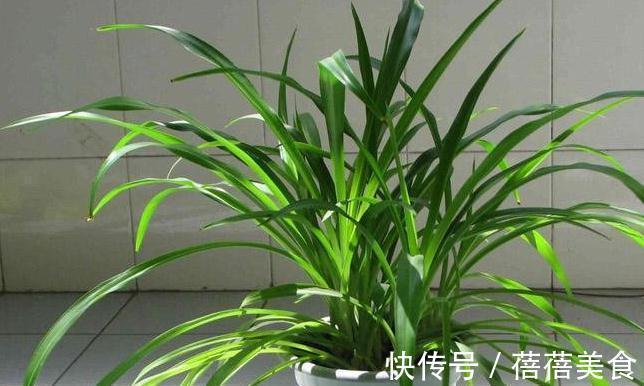 想要将吊兰养成瀑布，教你6招小技巧，不断抽藤养成绿瀑布