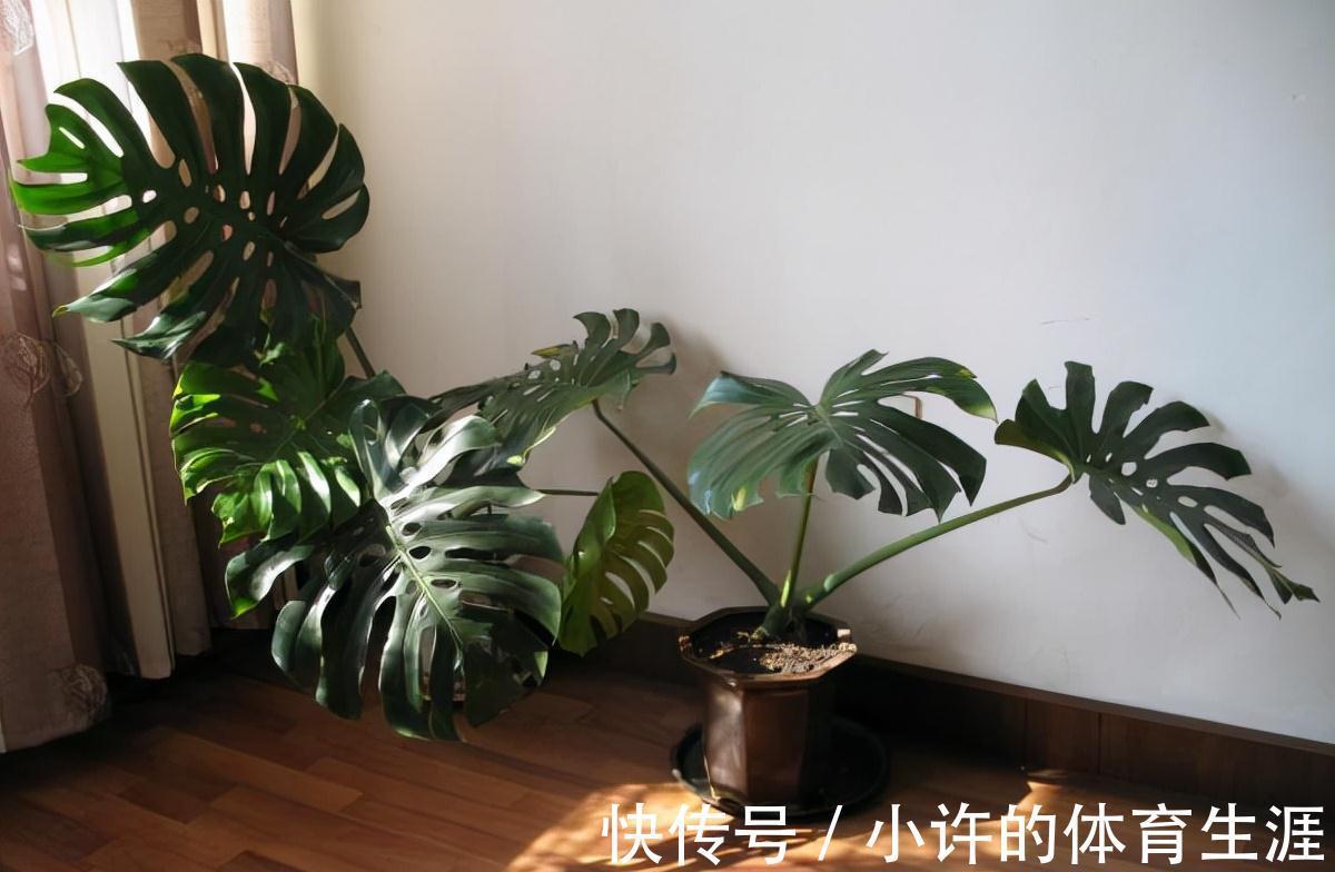 4种懒人专用盆栽，爱咋养就咋养，省时省心，就是死不了