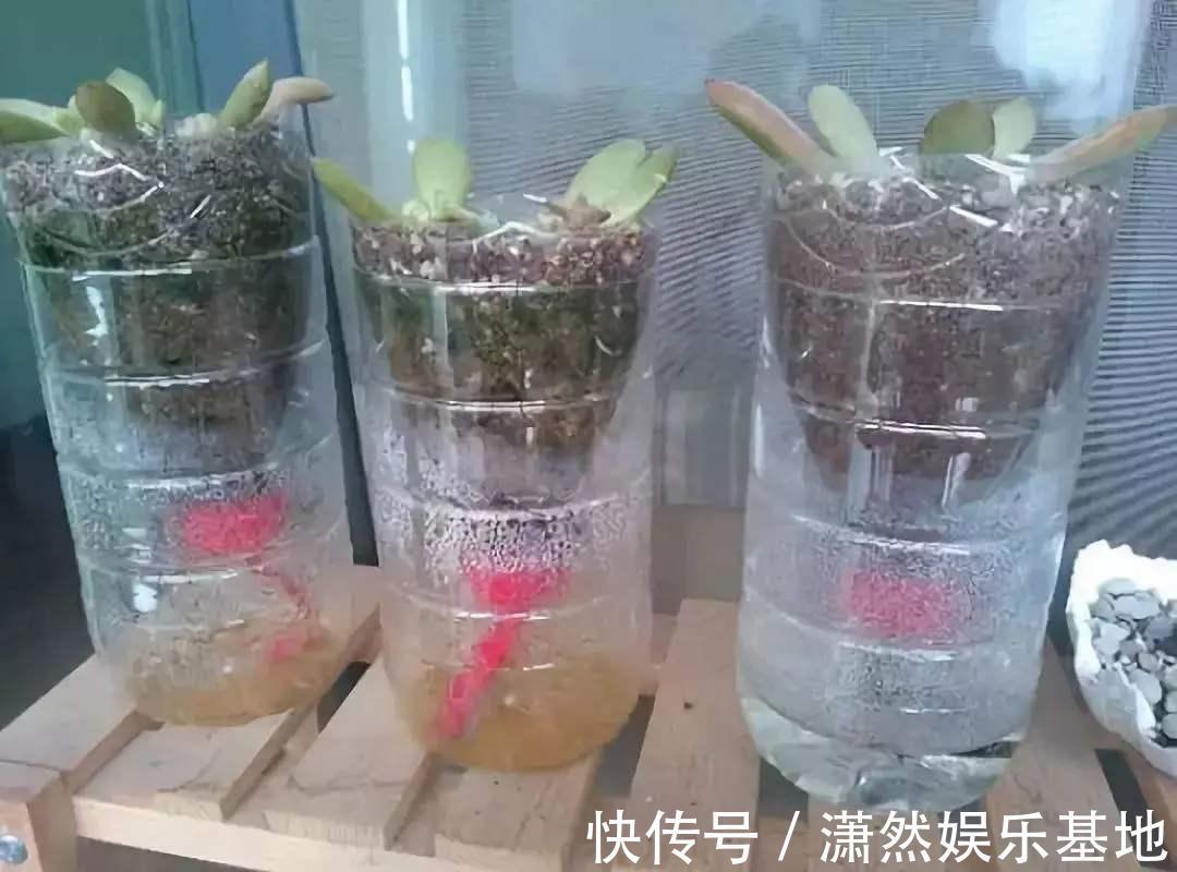 矿泉水瓶|养花不一定要精美的花盆,这几种东西剪一剪,养花创意十足