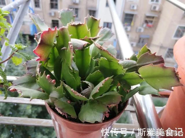 种花|9种花,天热会“假死”,千万别丢了,秋天就苏醒