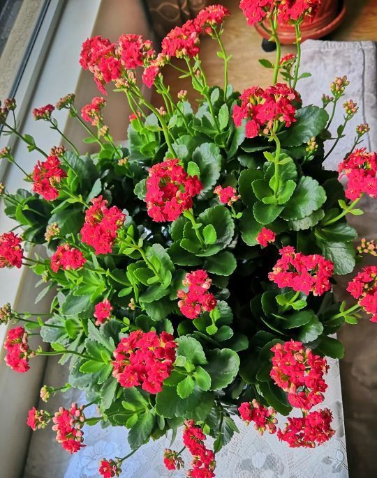 花友们|长寿花“装菜”不打花苞注意这“三点”，花苞呼呼冒花儿满枝头