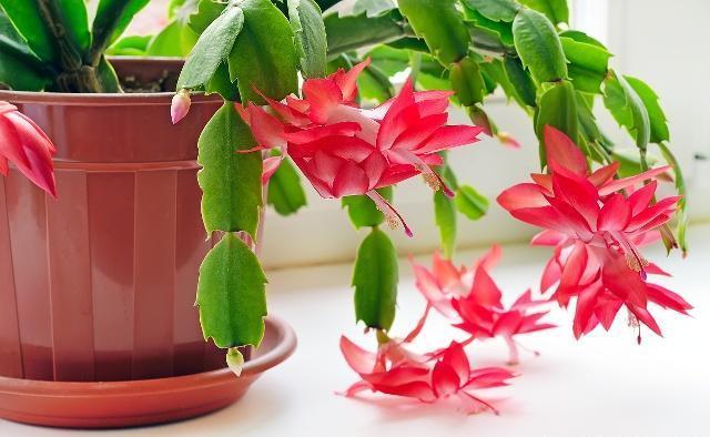 三角梅叶子“展不开”、开花少学会这几点，叶子直冒，花开满枝