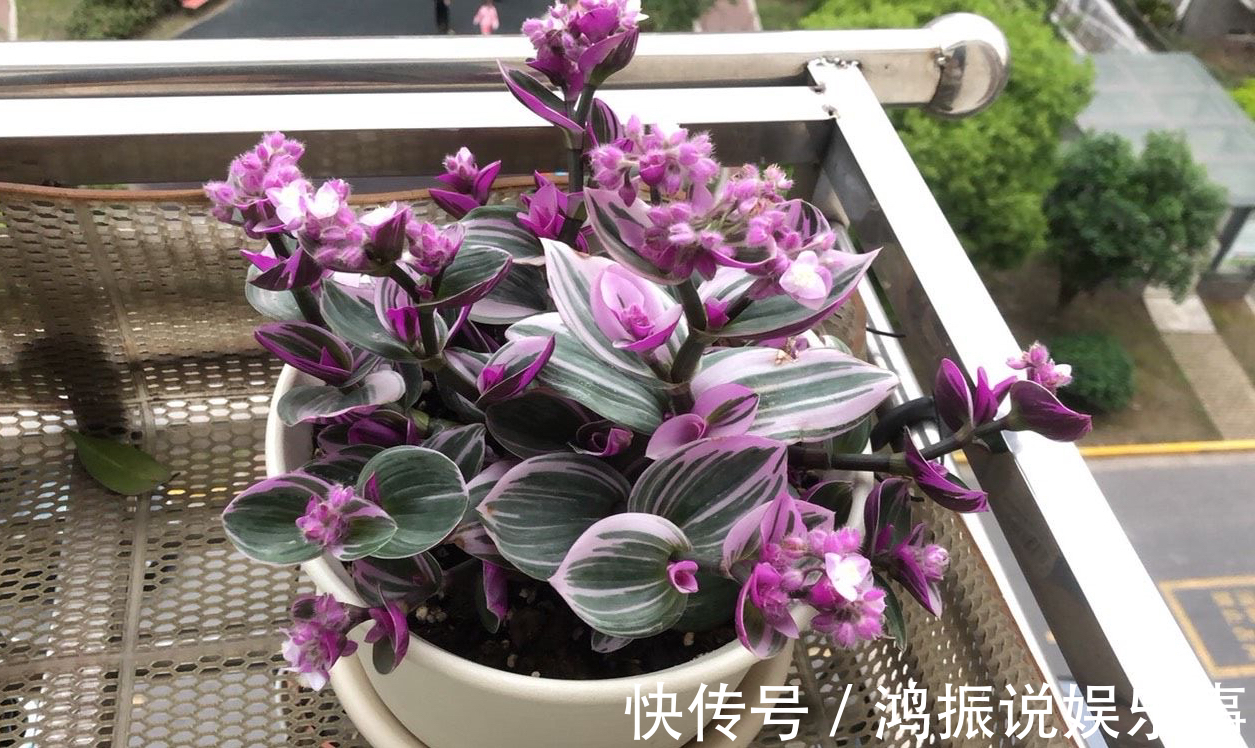 4种可爱的吊兰，有的开花有的四季常绿，养阳台上很皮实很美丽