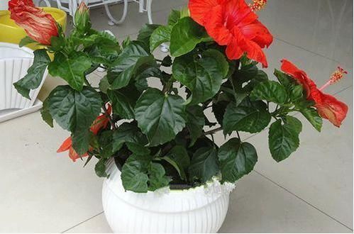 健壮|夏季也可以扦插的花卉，爱动手的朋友别错过哦