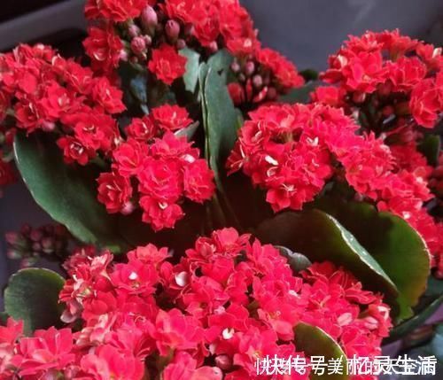 观叶|喜欢养花就选此3种，既漂亮又好养，在家赏花观叶不犯愁