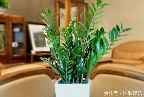 养花不如养树，这种树，养人旺财吸甲醛，谁养谁知道