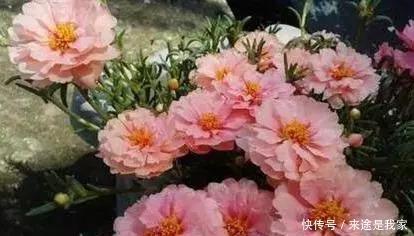 长寿花|家里不知道养什么花好，6种漂亮又好养的盆栽考虑一下