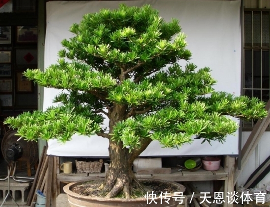 7种树“进宅”,旺财镇宅,延绵百年,家里有地方,一定养一棵