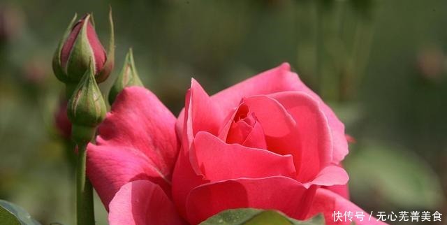 这4种花,漂亮好养、耐寒花期长,能做美食能入药,营养健康