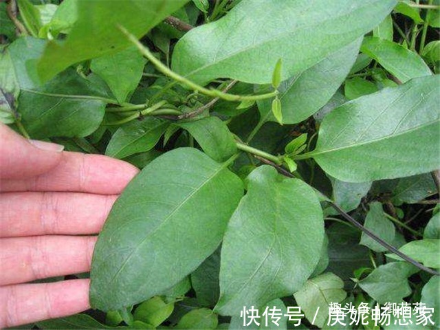 臭藤|農村這個臭藤，葉子帶雞屎味兒，炒菜卻很好吃