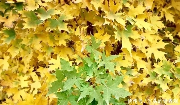 畅快|这个公园铺满金黄色的落叶，实在太美，您还不畅快的去撒个欢儿