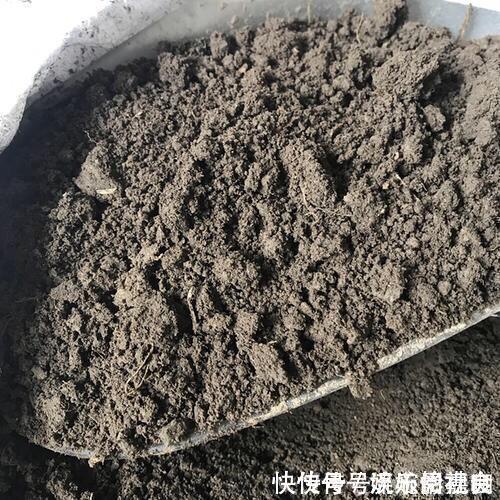 旧土|养花旧土别扔,“3样”东西加一点,土质肥沃,养花特旺,开花多